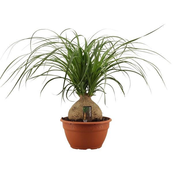 <h4>Beaucarnea bol 20 cm</h4>