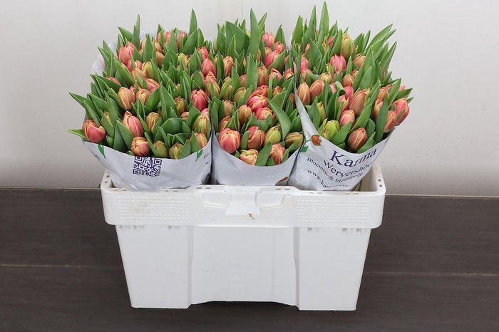 <h4>Tu Du Columbus</h4>