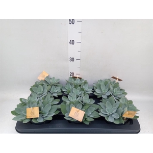 Senecio cephal. 'Mountain Fire'