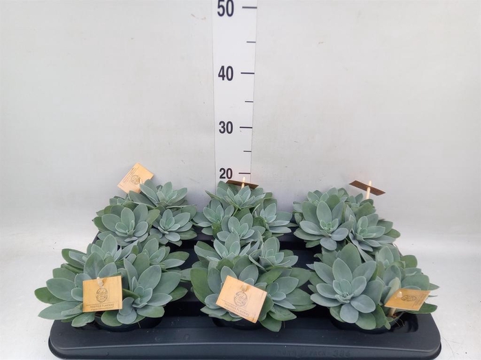 Senecio cephal. 'Mountain Fire'