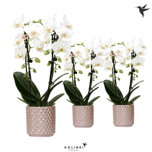 Kolibri Orchids Niagara fall white 2 spike in Diamond Pearl sand