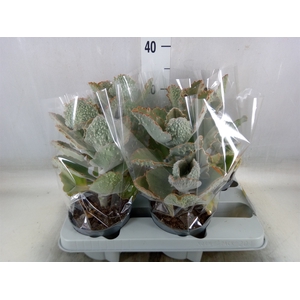 Kalanchoe NF beharensis