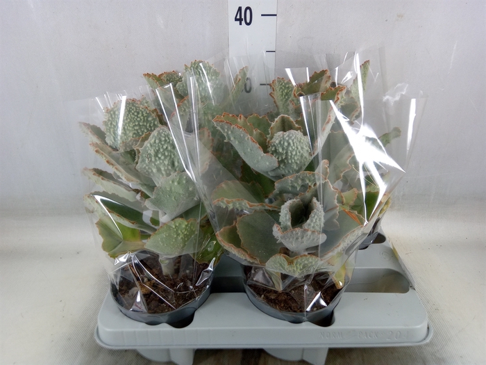<h4>Kalanchoe NF beharensis</h4>