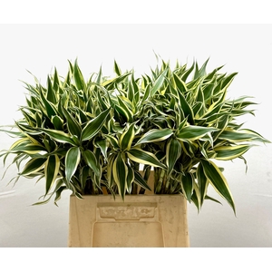 DECOGROEN OV DRACAENA WIT-BONT
