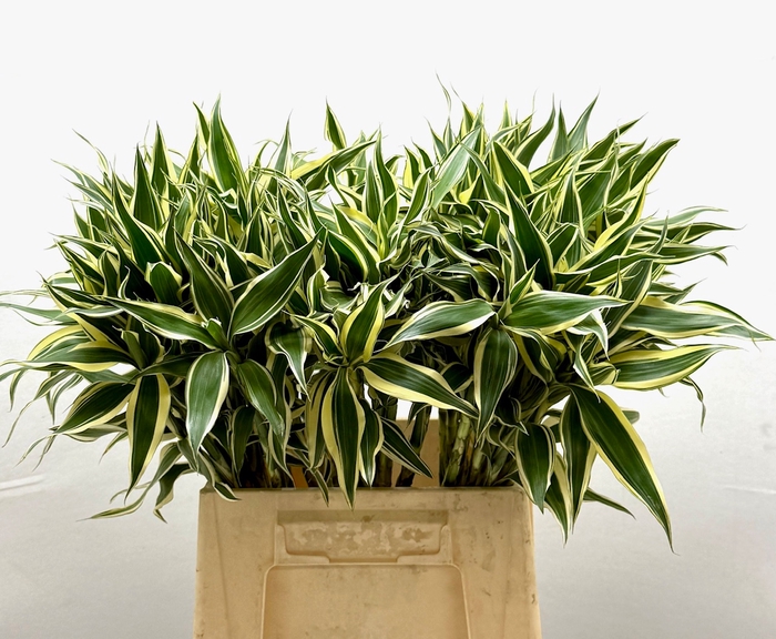 <h4>DECOGROEN OV DRACAENA WIT-BONT</h4>