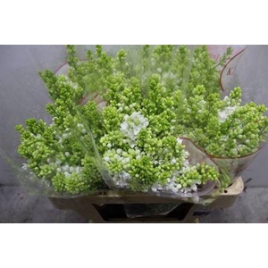 Syr V Mme Fl Stepman 2+