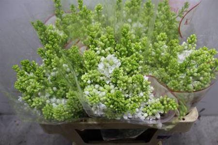 <h4>Syr V Mme Fl Stepman 2+</h4>