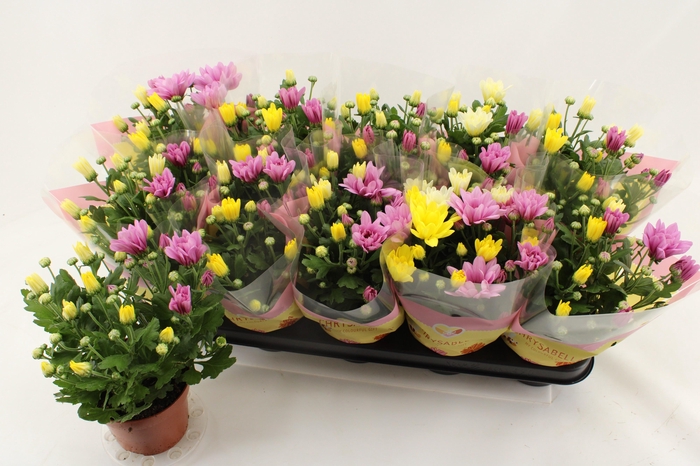 <h4>CHRYS GEM IN POT</h4>