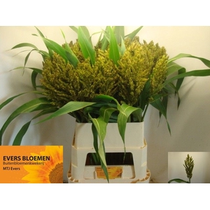 SORGHUM A PANSELARIA