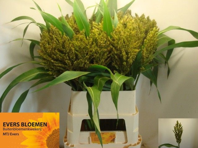 <h4>SORGHUM A PANSELARIA</h4>