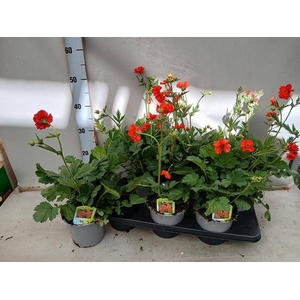 GEUM CH MRS BRADSHAW