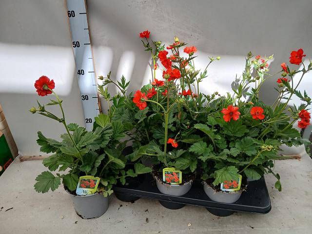 <h4>GEUM CH MRS BRADSHAW</h4>