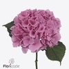 Hydrangea royal salute