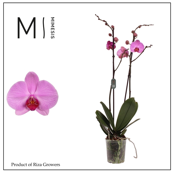 <h4>Mimesis Phal. Orlando - 2 spike 12cm</h4>