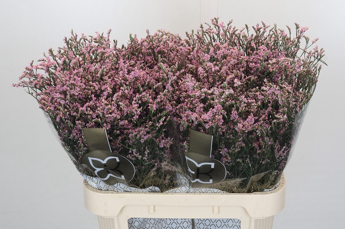 <h4>Limonium Safora Pink Sky</h4>