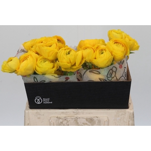 Ranunculus Elegance Yellow
