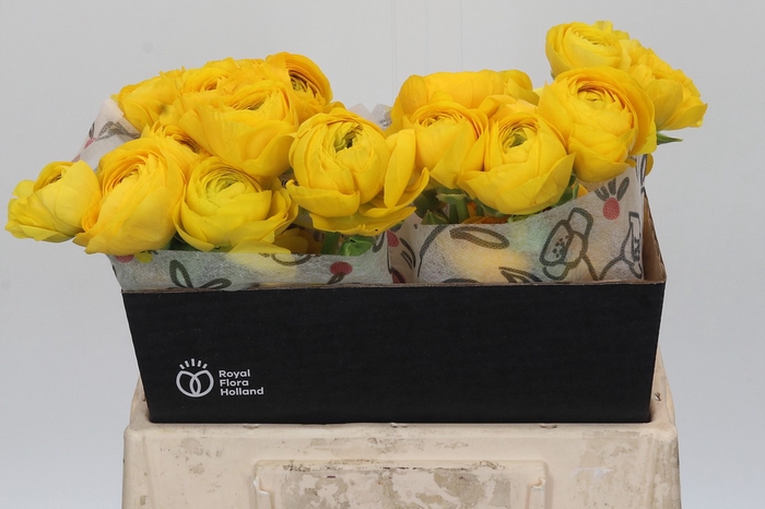 <h4>Ranunculus Elegance Yellow</h4>