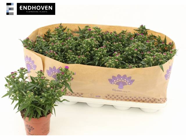 <h4>ASTE SHOWM PRET PINK</h4>