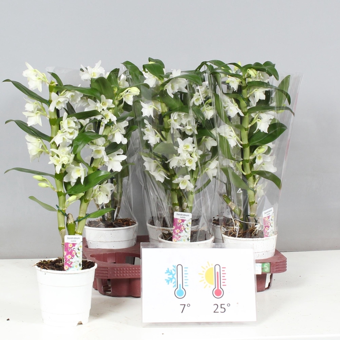 <h4>DENDR N SC APOLLON</h4>