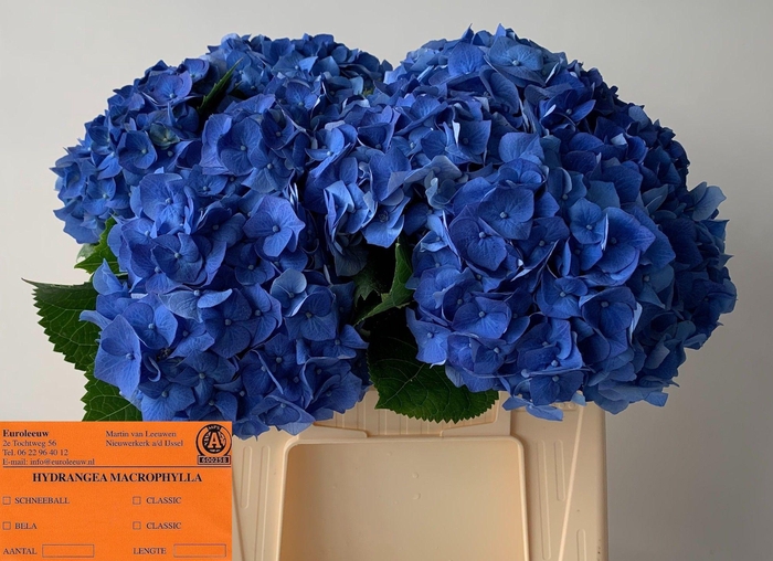 <h4>HYDR M BELA BL</h4>