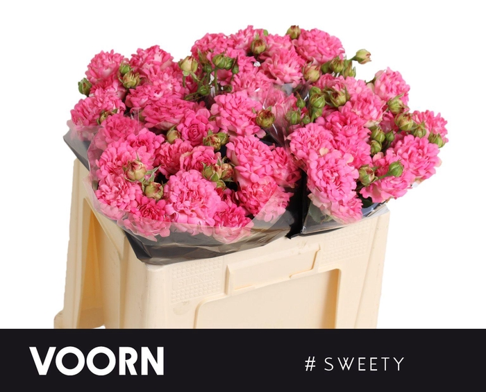 <h4>R TR #SWEETY</h4>