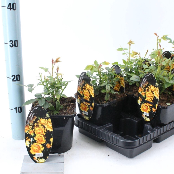 <h4>Rosa Spelarosa Amber Nectar</h4>