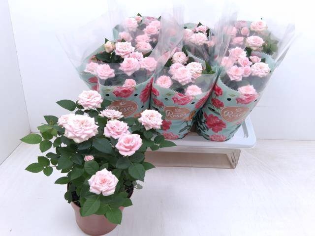 <h4>RO FAV RO PINK</h4>