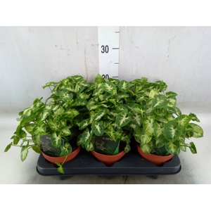 Syngonium  'Pixie'