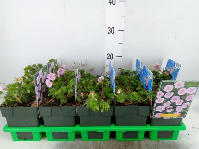 <h4>Geranium sang.</h4>