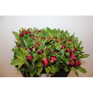 Paeo L Of Rubra Plena