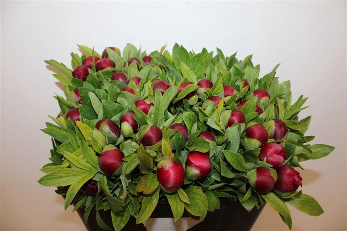 <h4>Paeo L Of Rubra Plena</h4>