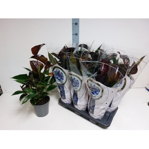 ANTHU AN C CHOCOLATE