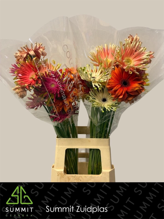 <h4>Gerbera Pastini Mix Pastini Lang Gelijk 56cm Water x40 Lang</h4>