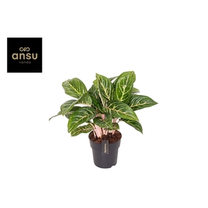 Aglaonema Coco Green