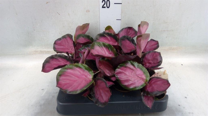 <h4>Calathea ...</h4>