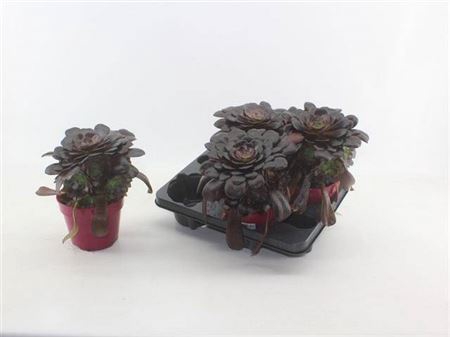 <h4>Aeonium Rood</h4>