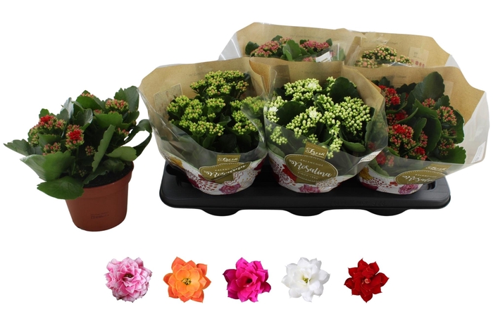 <h4>KAL GE RO GEM 5 KL</h4>