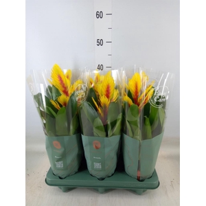 Vriesea  'Intenso Yellow Flame'