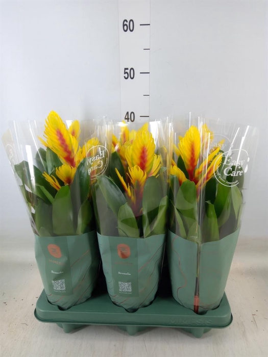 <h4>Vriesea  'Intenso Yellow Flame'</h4>