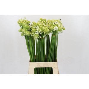 ORNIT SAUNDERSIAE ORNITHOGALUM SAUN