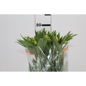 ALSTROEMERIA MELLOW YELLOW 080 CM