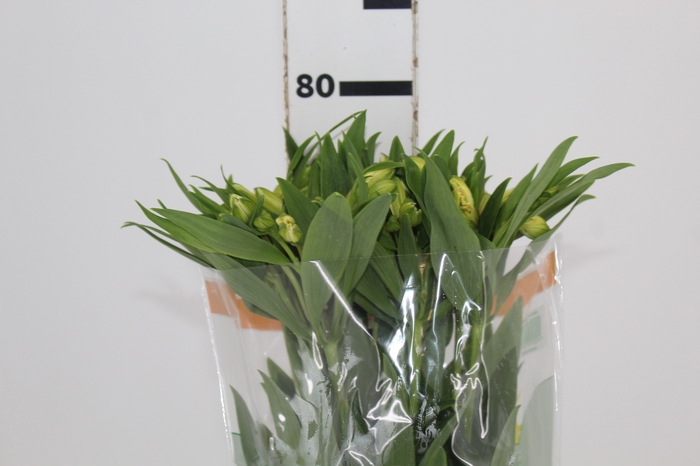 <h4>ALSTROEMERIA MELLOW YELLOW 080 CM</h4>