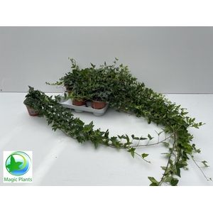 HEDERA SHAMROCK XL 80CM