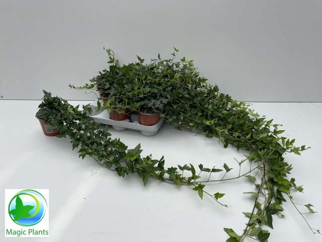 <h4>HEDERA SHAMROCK XL 80CM</h4>
