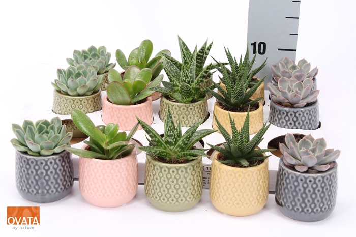 <h4>SUCC GEM 5 SRT</h4>