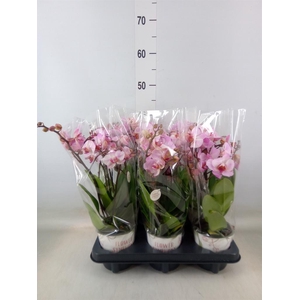 Phalaenopsis multi. 'Ant Antwerp'