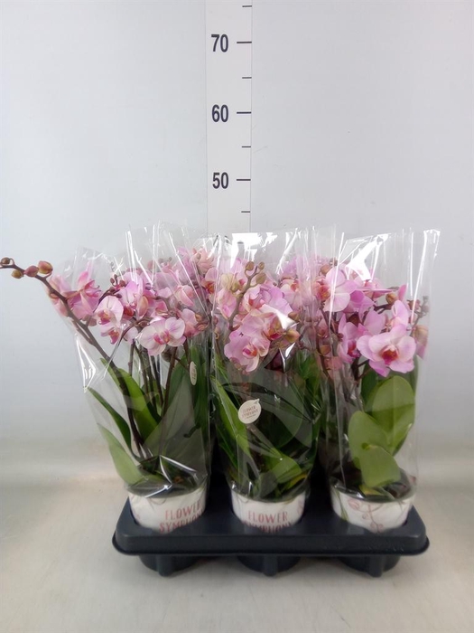 <h4>Phalaenopsis multi. 'Ant Antwerp'</h4>