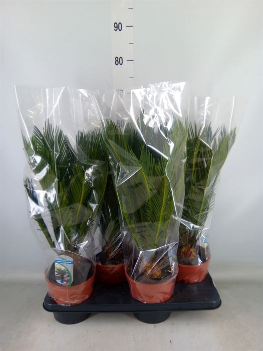 <h4>Cycas revoluta</h4>