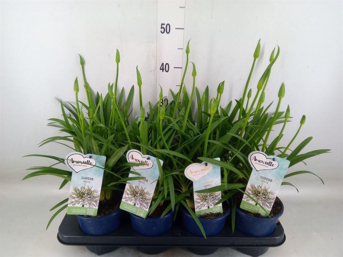 <h4>Agapanthus  'Amourette Superb Whit'</h4>