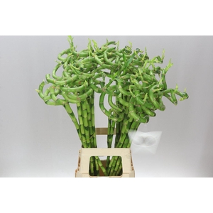Lucky Bamboo Twisted